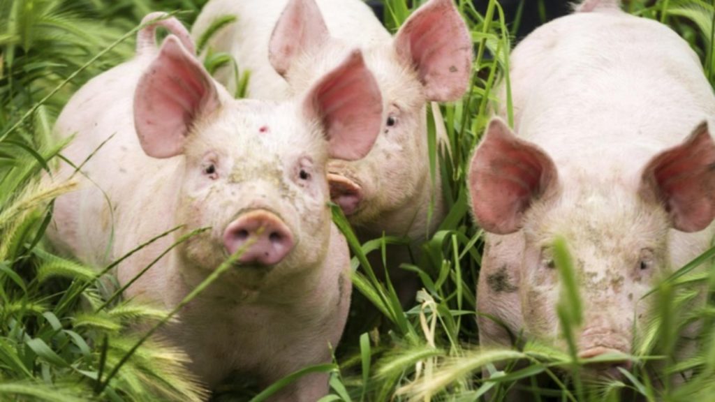 Agricultorii afectati de ordonanta austeritatii Tara va fi adusa in colaps