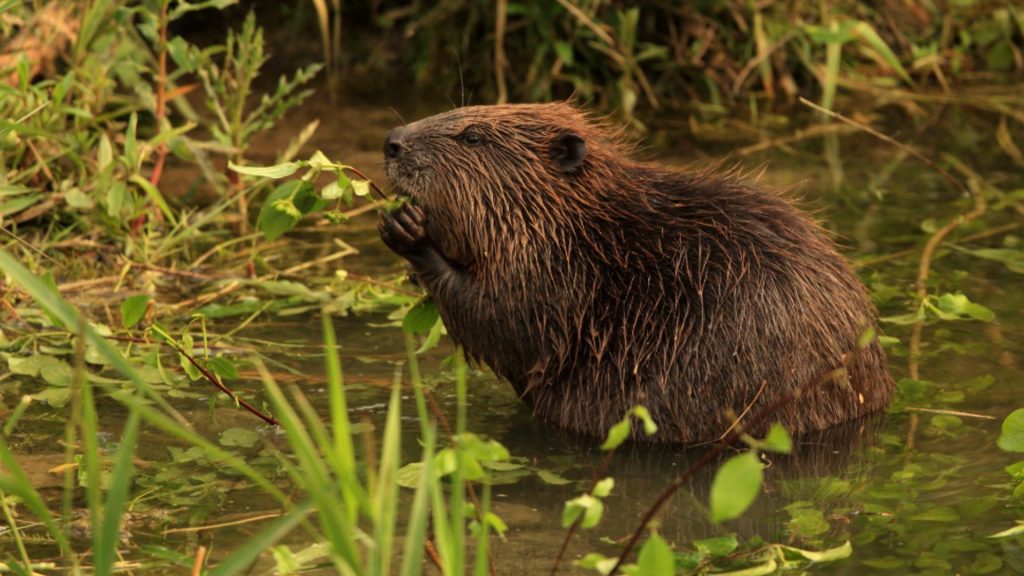Oras atacat de castori Peste 20 de arbori distrusi vegetatia de pe malul Crisului Repede in pericol