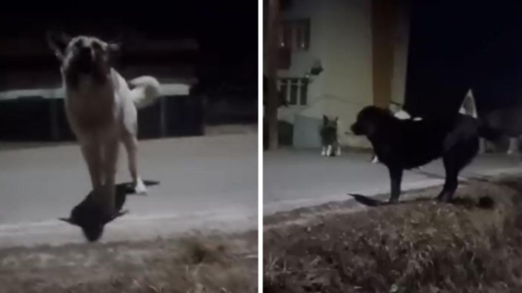 Femeie atacata de peste 20 de caini in Cluj