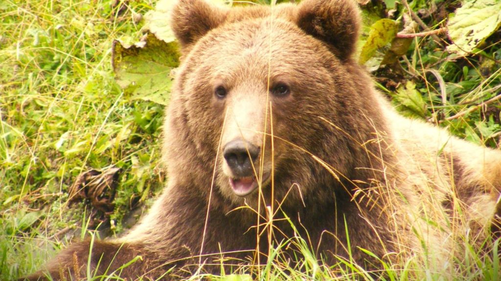 Jud et din tara terorizat de ursi Peste 500 alerte RO Alert
