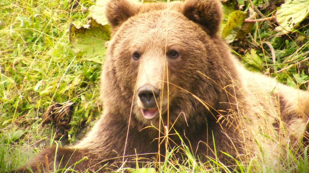 Locuitorii unei comune vasluiene terorizati de ursi