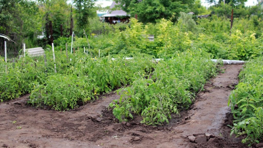 Legume de plantat in aprilie pentru recolta bogata