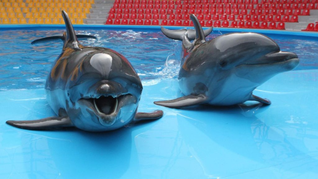 Un delfin de la Complexul Muzeal Constanta a murit