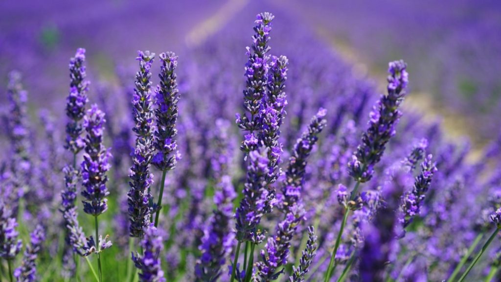 Cum sa cresti lavanda frumos secretul gradinarilor priceputi