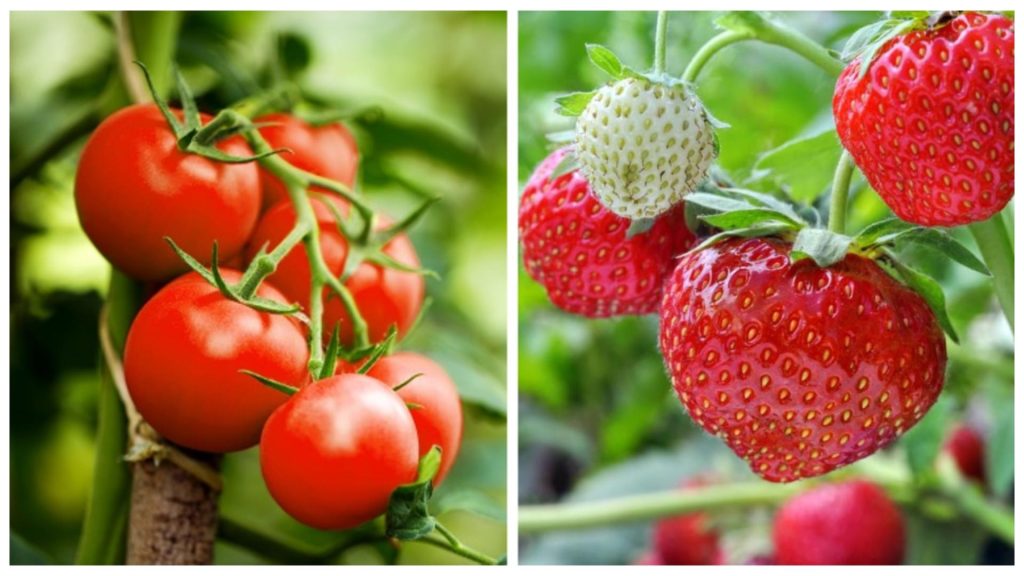 Ingrasamant natural gratuit pentru rosii si capsuni