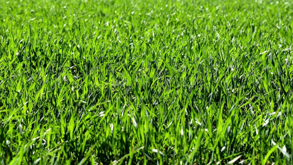 Ingredientul care va face gazonul mai verde ca niciodata Gratis