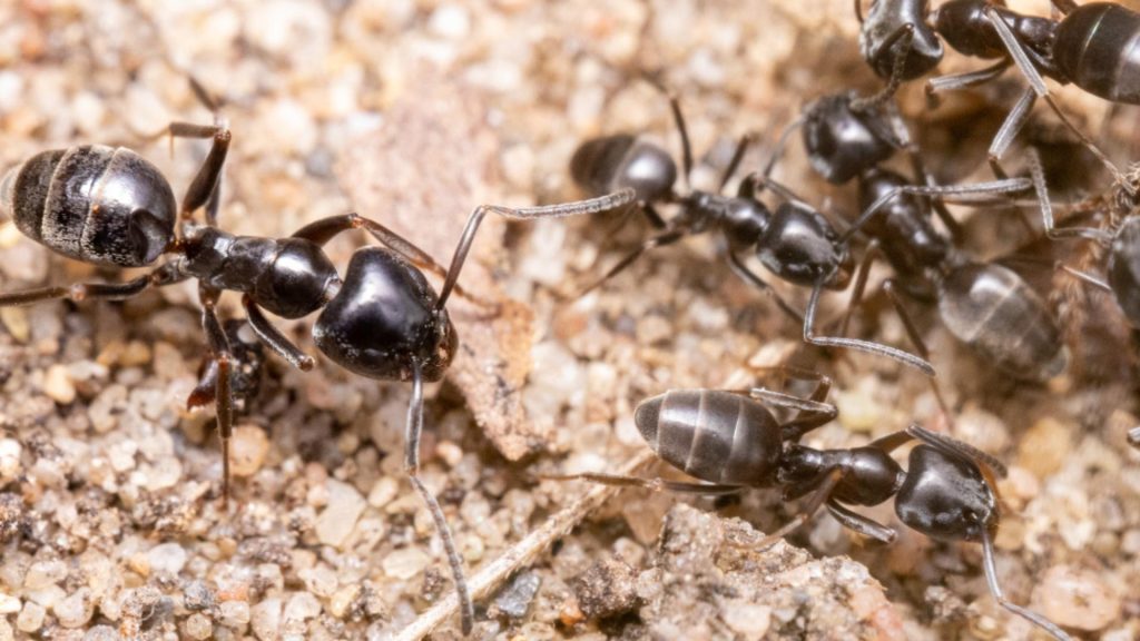 O specie agresiva de furnici se raspandeste alarmant in Europa