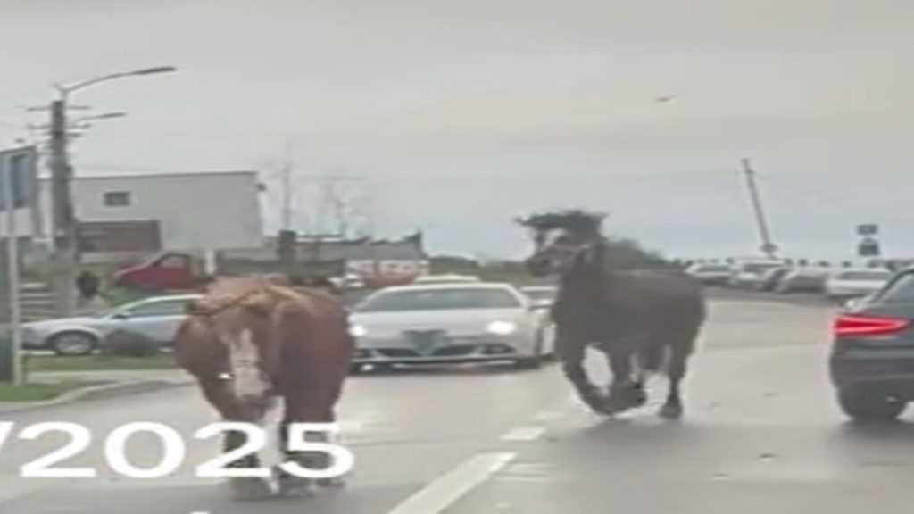 Pastele Cailor la Cluj 10 cai filmati in trafic