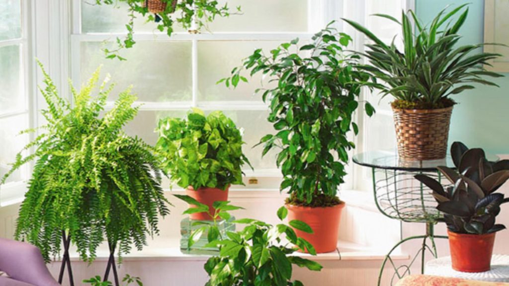 Planta care purifica aerul si e usor de intretinut