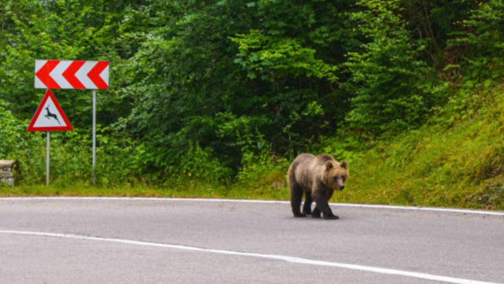 Un urs a aparut in Prahova avertizare RO ALERT