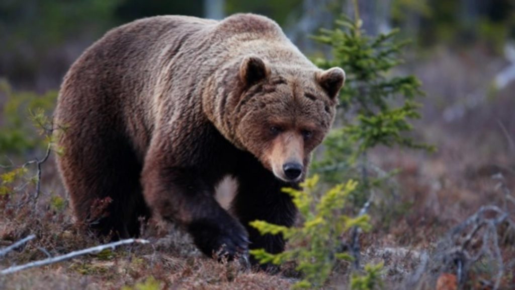 Un urs a fost vazut in Busteni Avertizare RO Alert