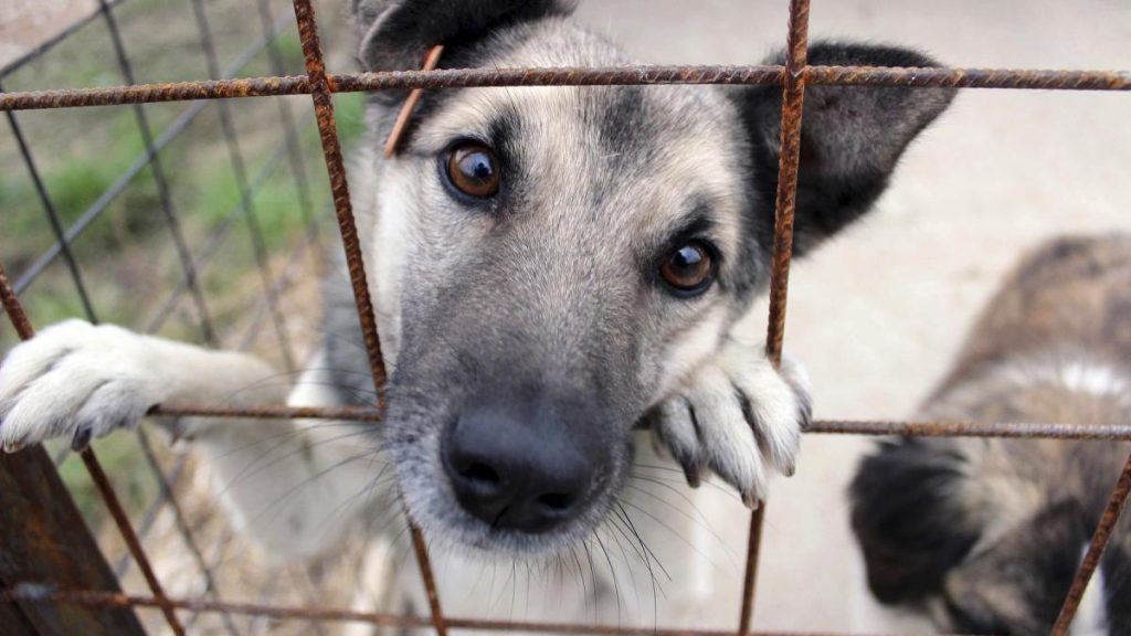 Comisie de anchetă în Parlament după acuzații de eutanasieri ilegale și abuzuri în adăposturile de animale. Comisie de ancheta in Parlament dupa acuzatii de eutanasieri ilegale si abuzuri in adaposturile de animale
