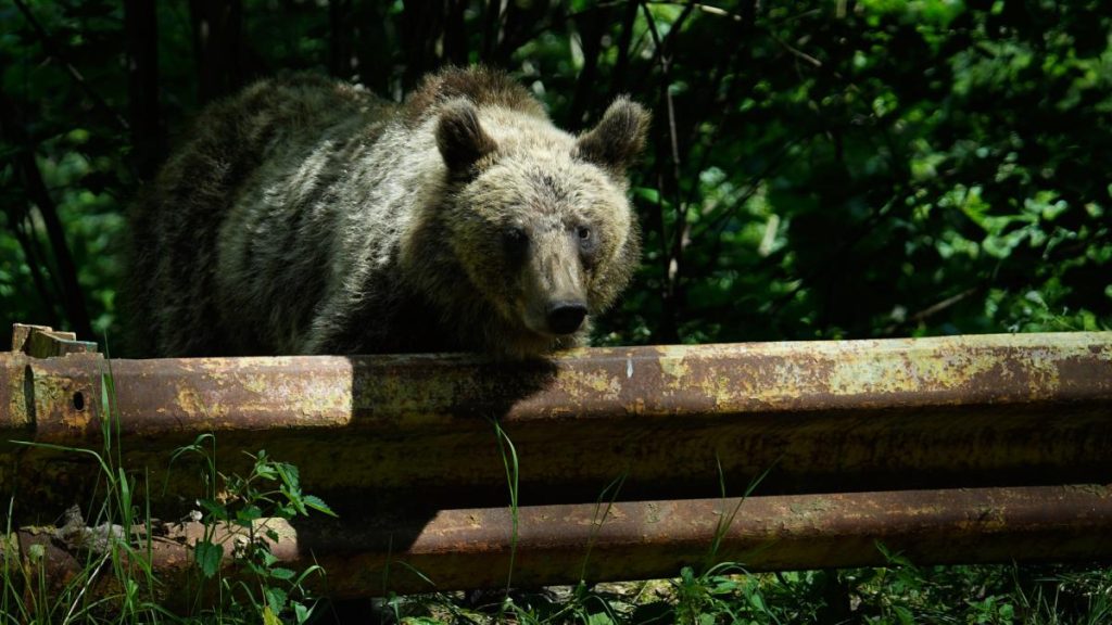 Romnia ar putea vna de dou ori mai muli uri Buzoianu Ar fi un rspuns la o necesitate real nu