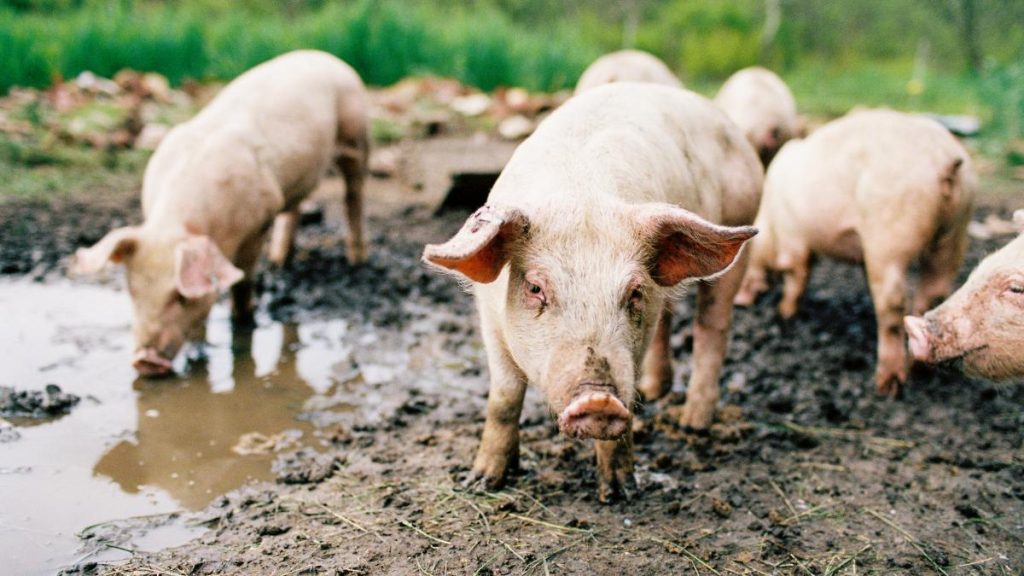 Camera Deputatilor a aprobat masuri noi pentru combaterea pestei porcine africane Sprijin pentru