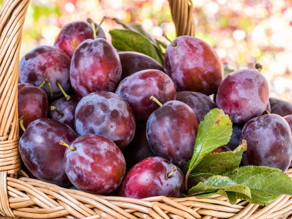 Pretul kilogramului de prune in pietele din Romania De ce nu sunt oamenii interesati sa le cumpere