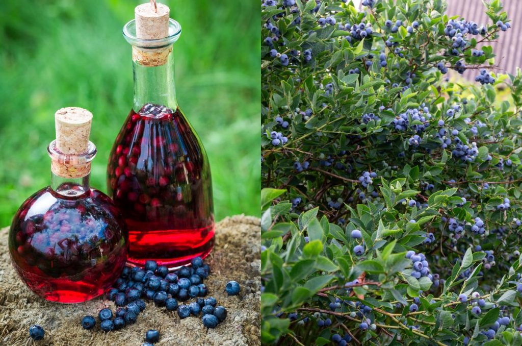 Afinată de casă, cu arome fine și clare. Secretul simplu care face diferența. Cât timp trebuie să macereze. afinata de casa cu arome fine si clare secretul simplu care face diferenta cat timp trebuie sa macereze